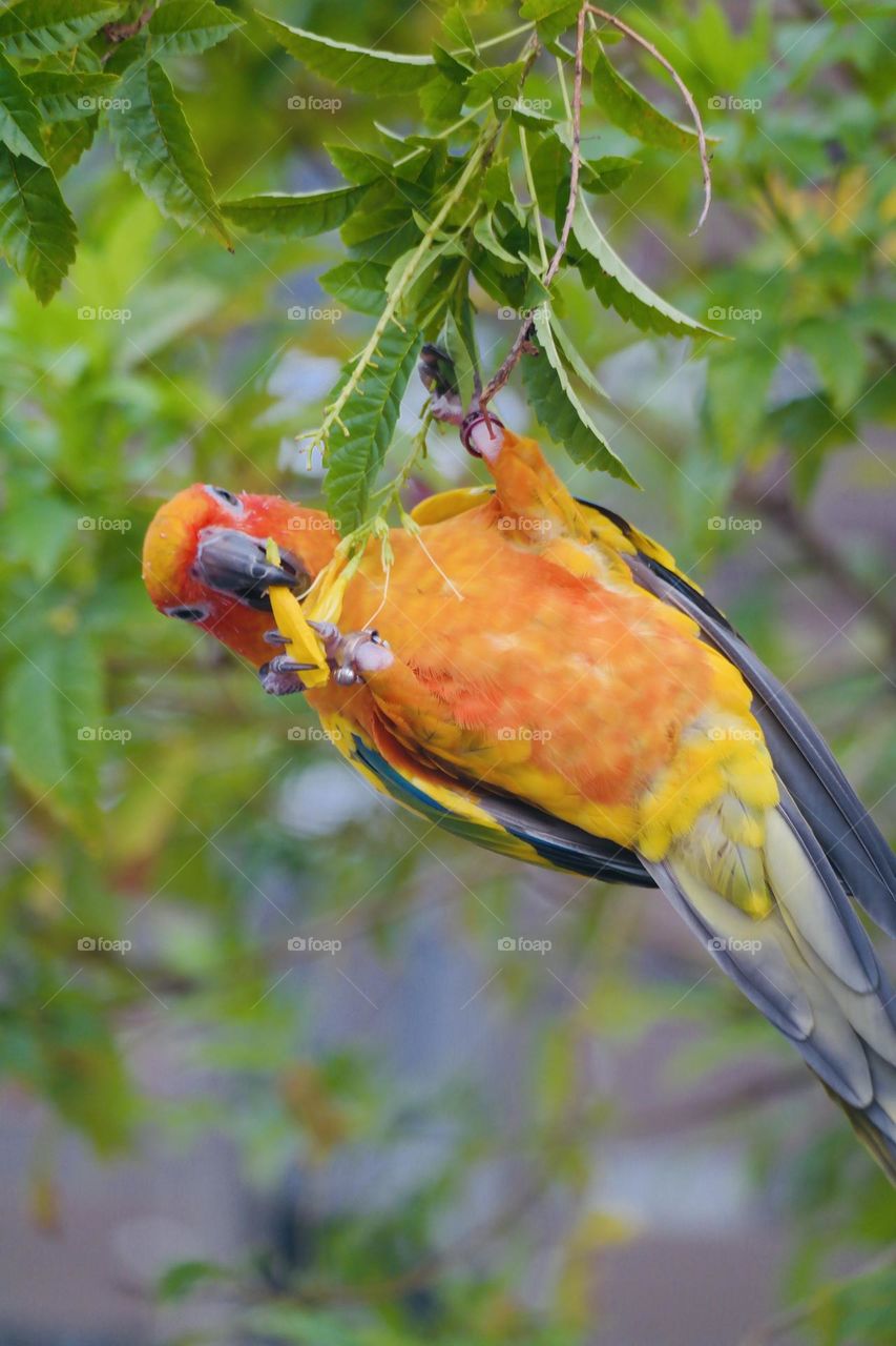 Birds and bees beauty 