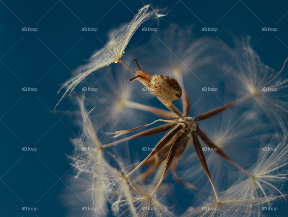 Snail in the dandelion 