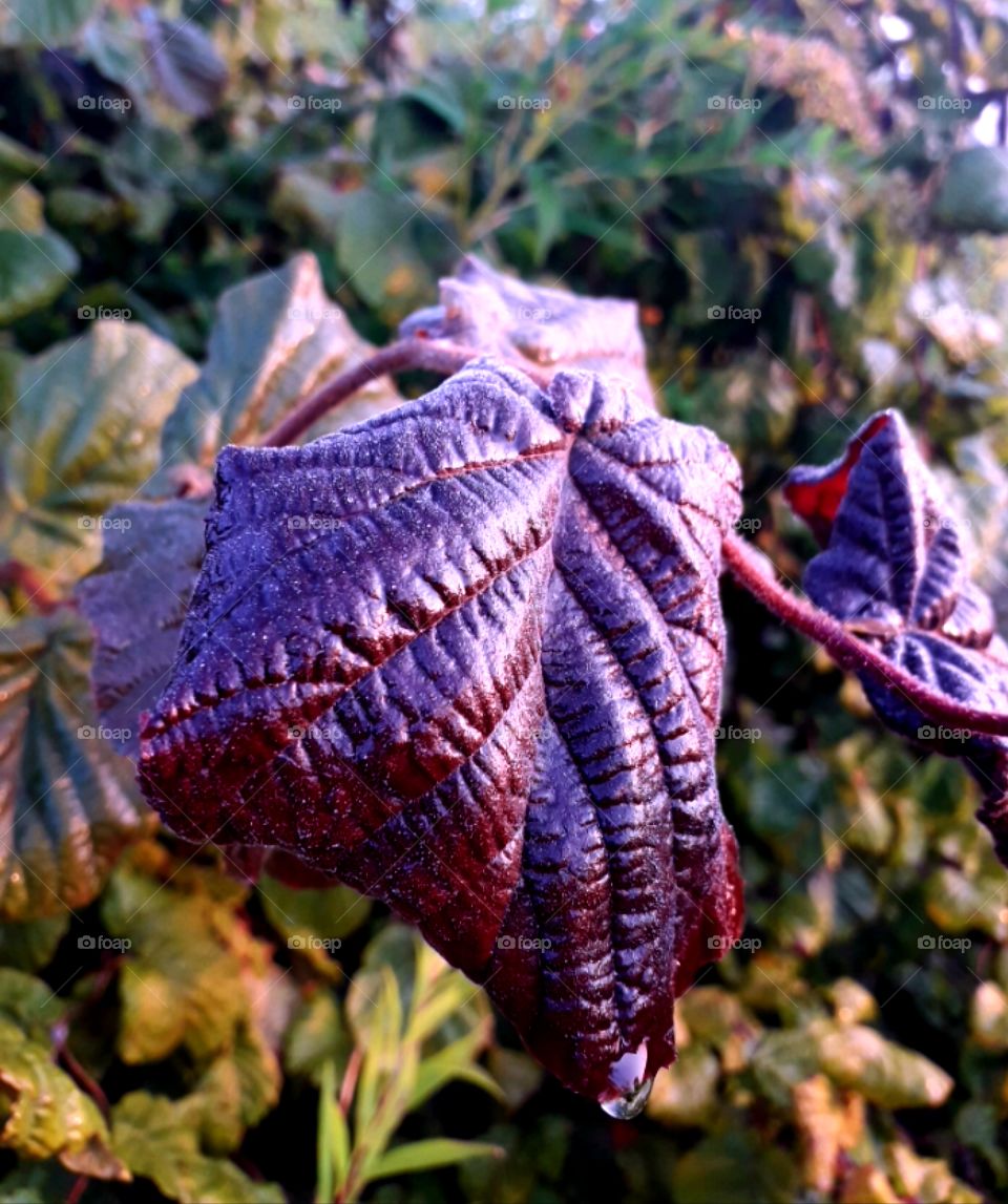 purple hazel leaves at autumn dawn