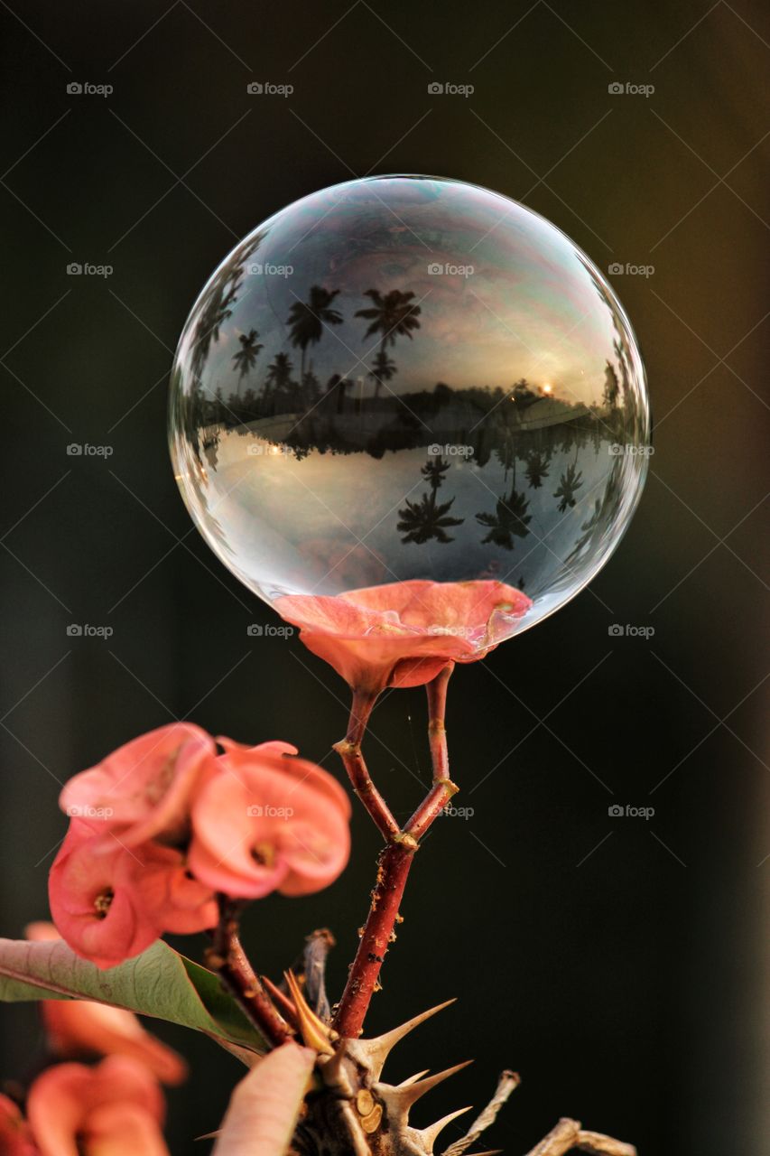nature in bubble