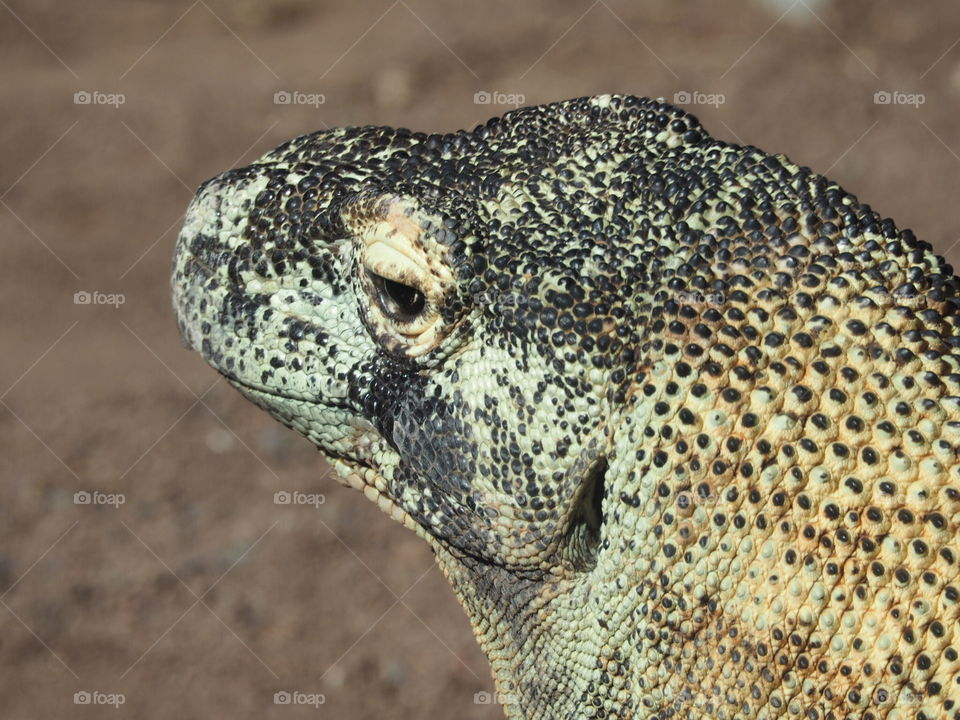 Close-up of a reptile