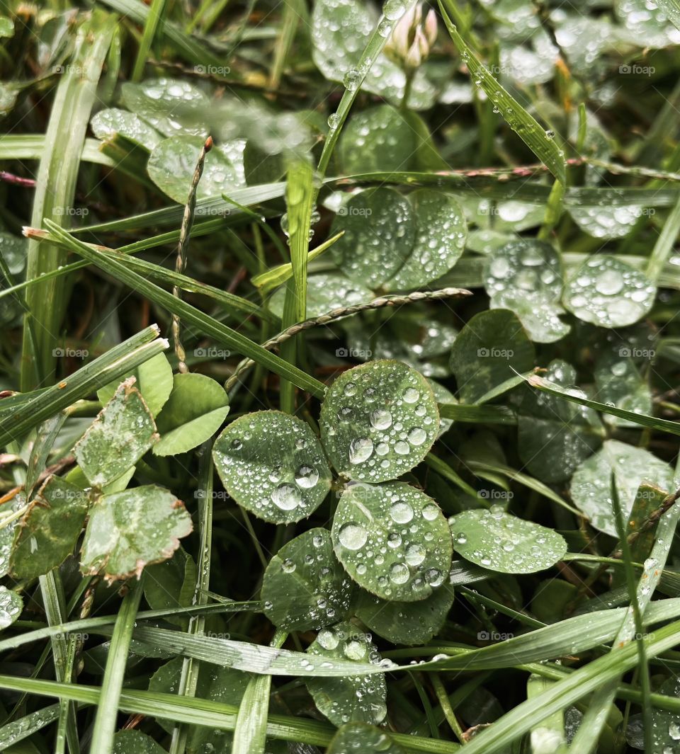 Clover patch covers leaf rainfall green raindrops waterdrops droplets wet water rain drop outside nature outdoors elements dew dewdrops plant plants leafs Grass splashes phone photography