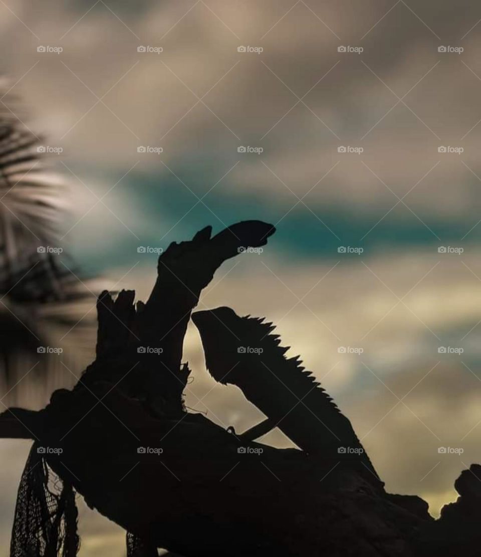 Mr Lizard enjoying the evening