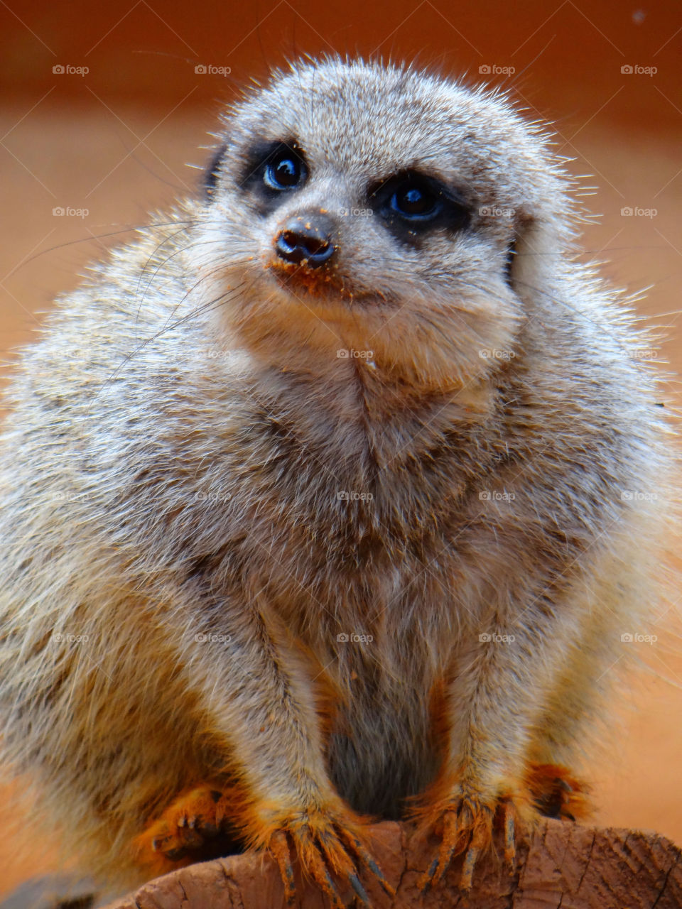 Close-up of meerkat sitting on wood