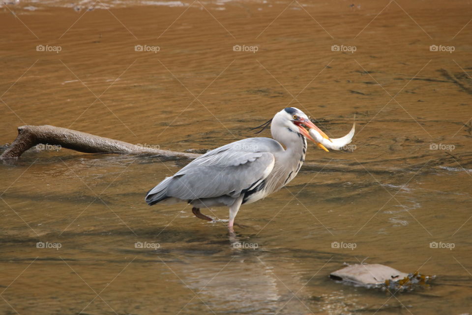 Gray heron