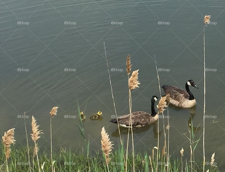 Lagoon ducks