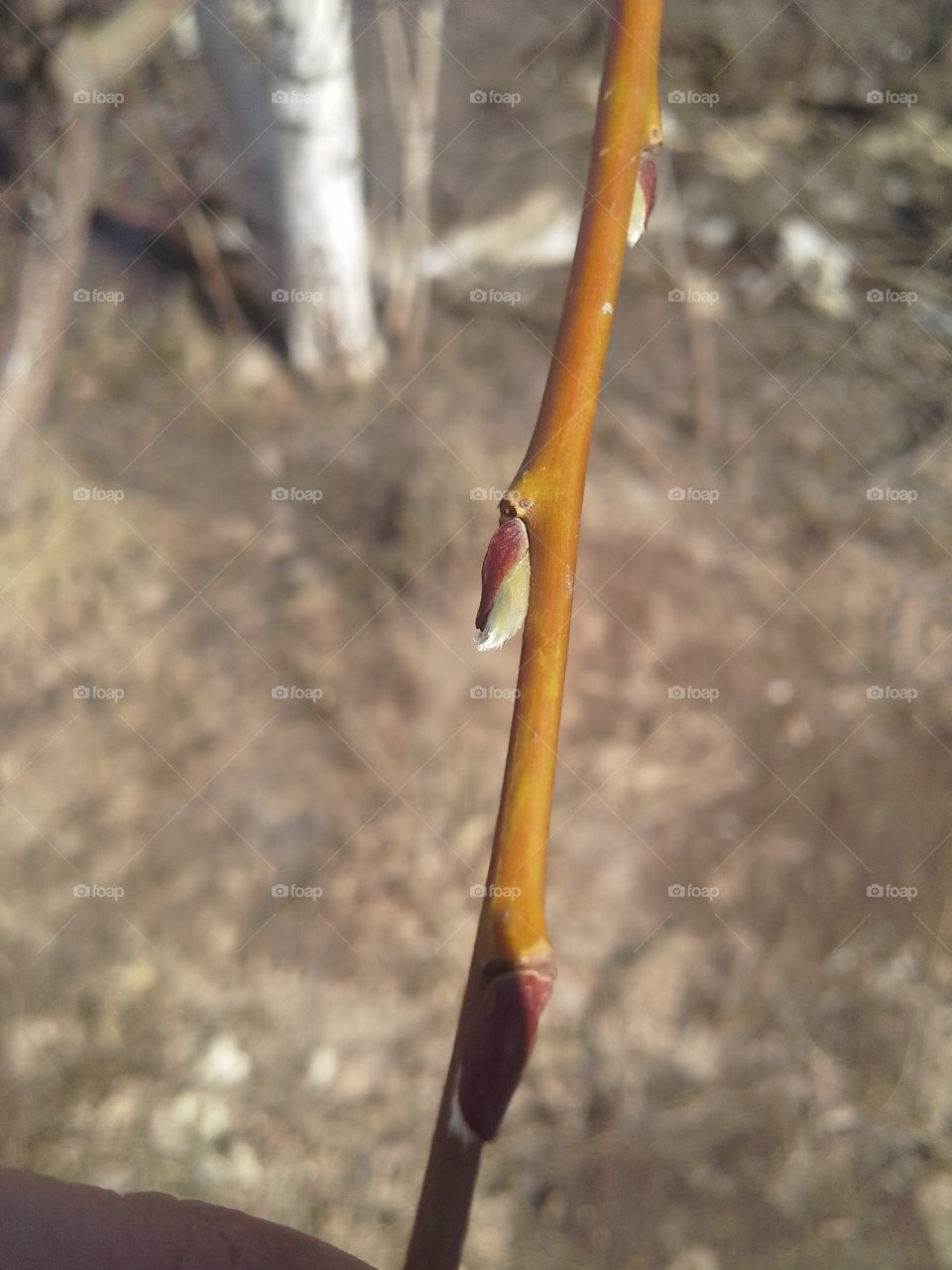 Bud on the branch.. Bud on the branch. Spring. Blossom leaves on the trees.