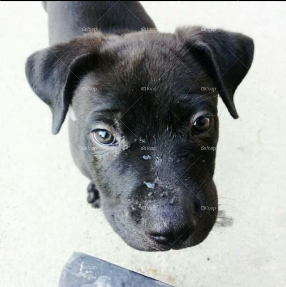 My dog Turbo when he was a pup