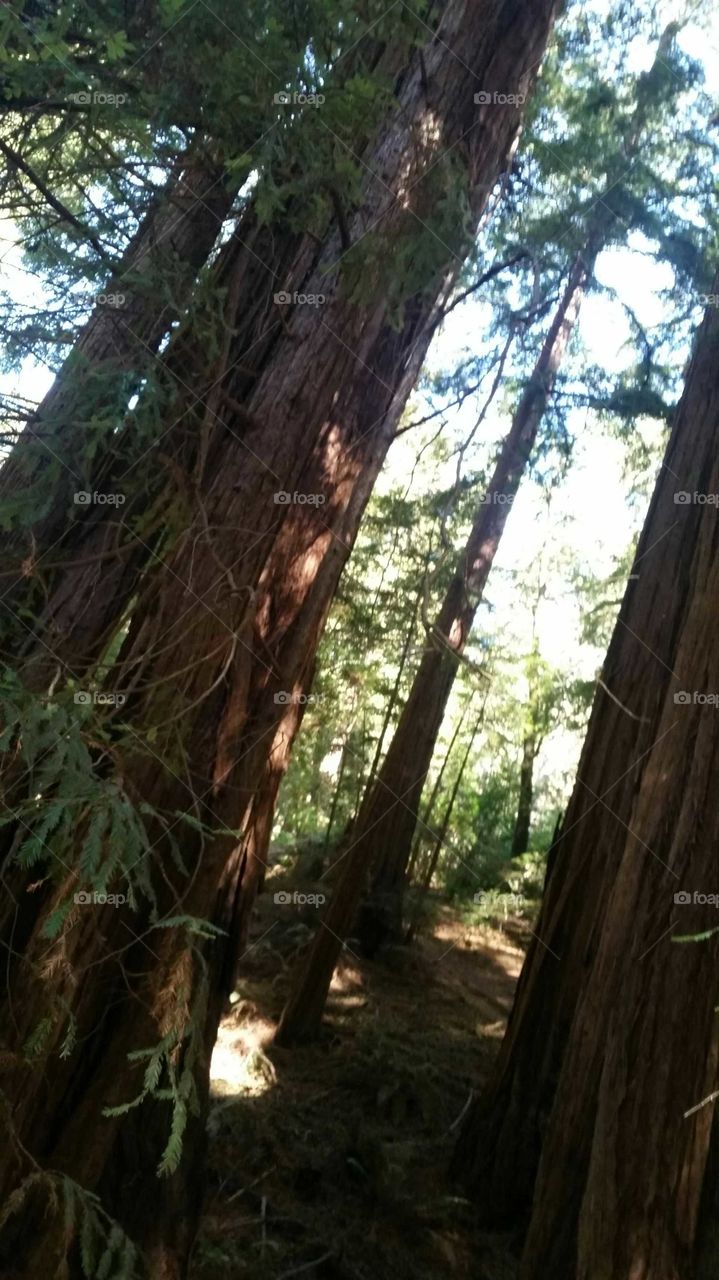 redwood trees