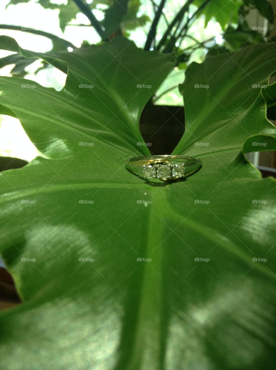 Engagement ring resting on a big leaf. 