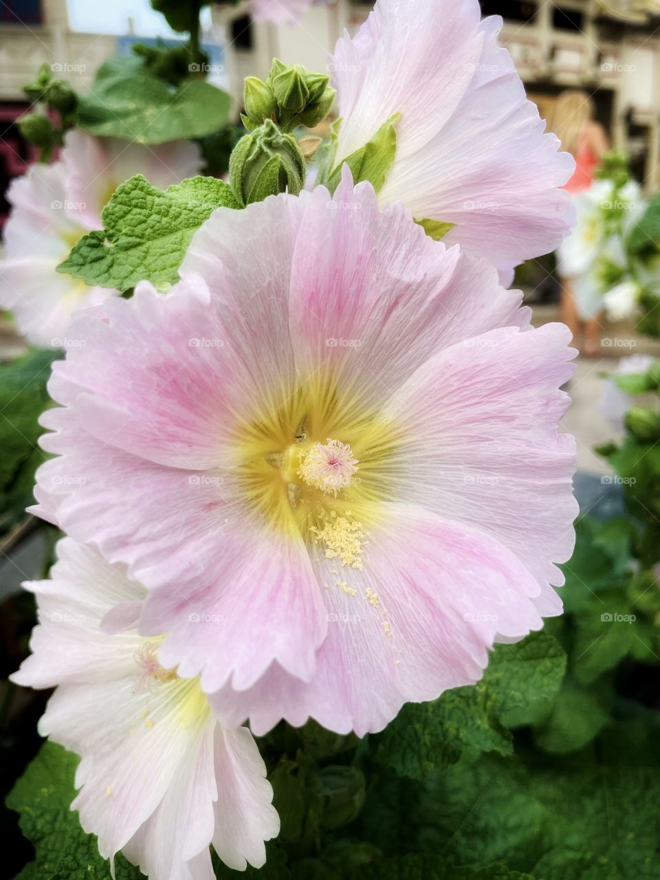 Hollyhock 