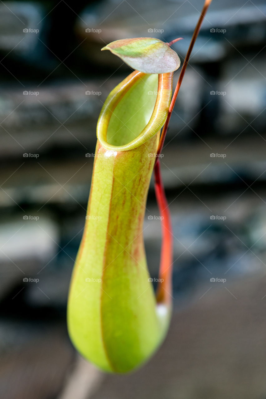 Close-up of pitcher plant