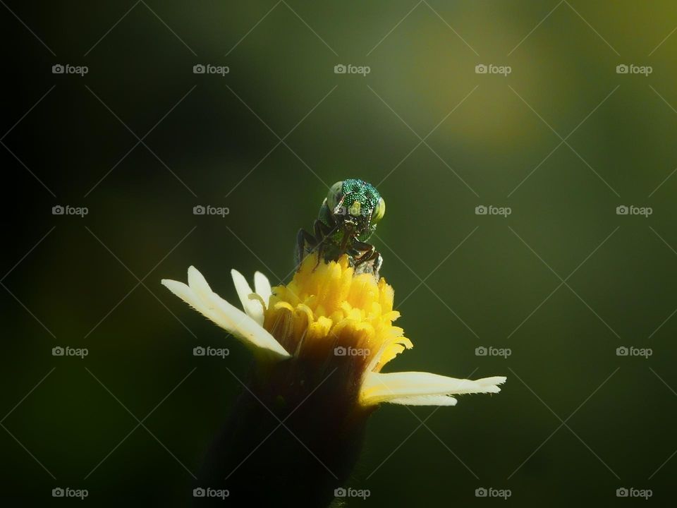 green wasp on yellow flower