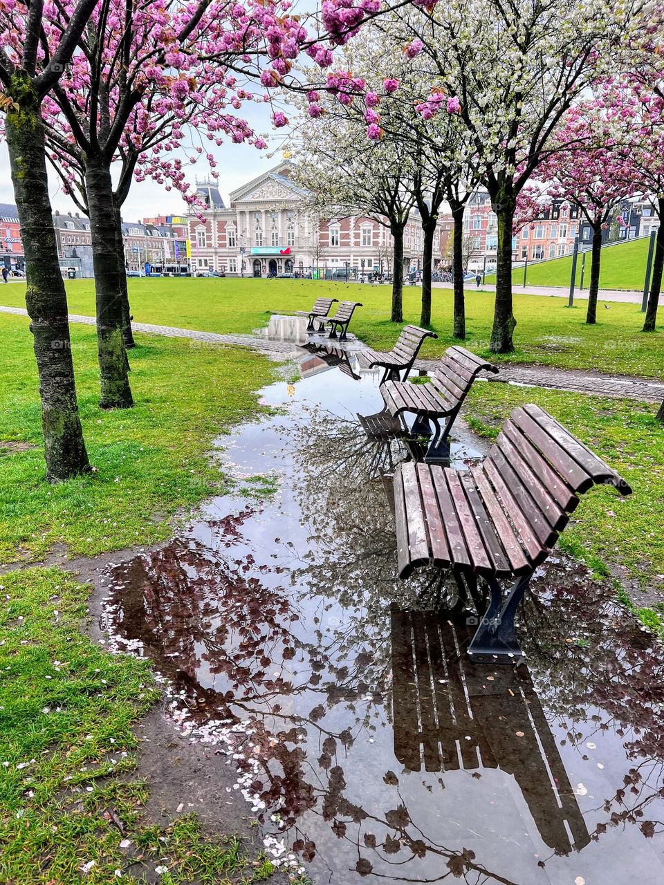 Spring May cityscape view with blooming sakura cherry and park benches with reflection in the puddle surface and buildings on the background 