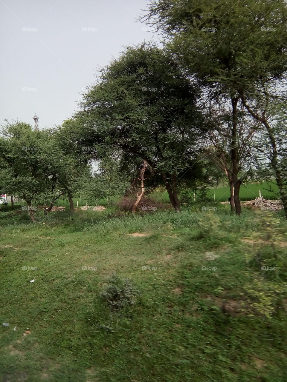 natural green trees, shrubs and grass in the field.