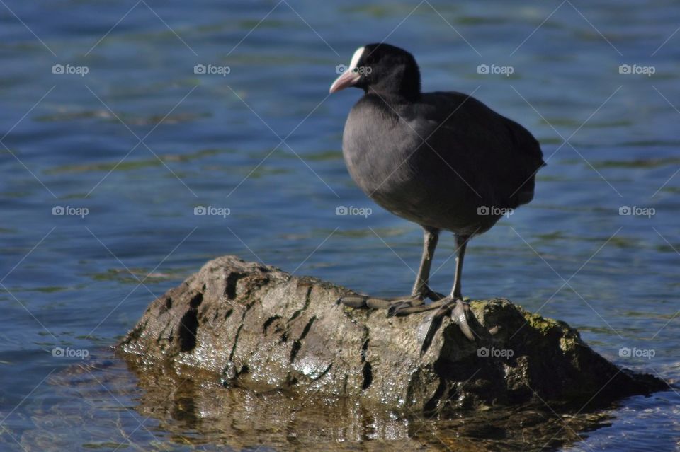 Coot Posing On A Rock