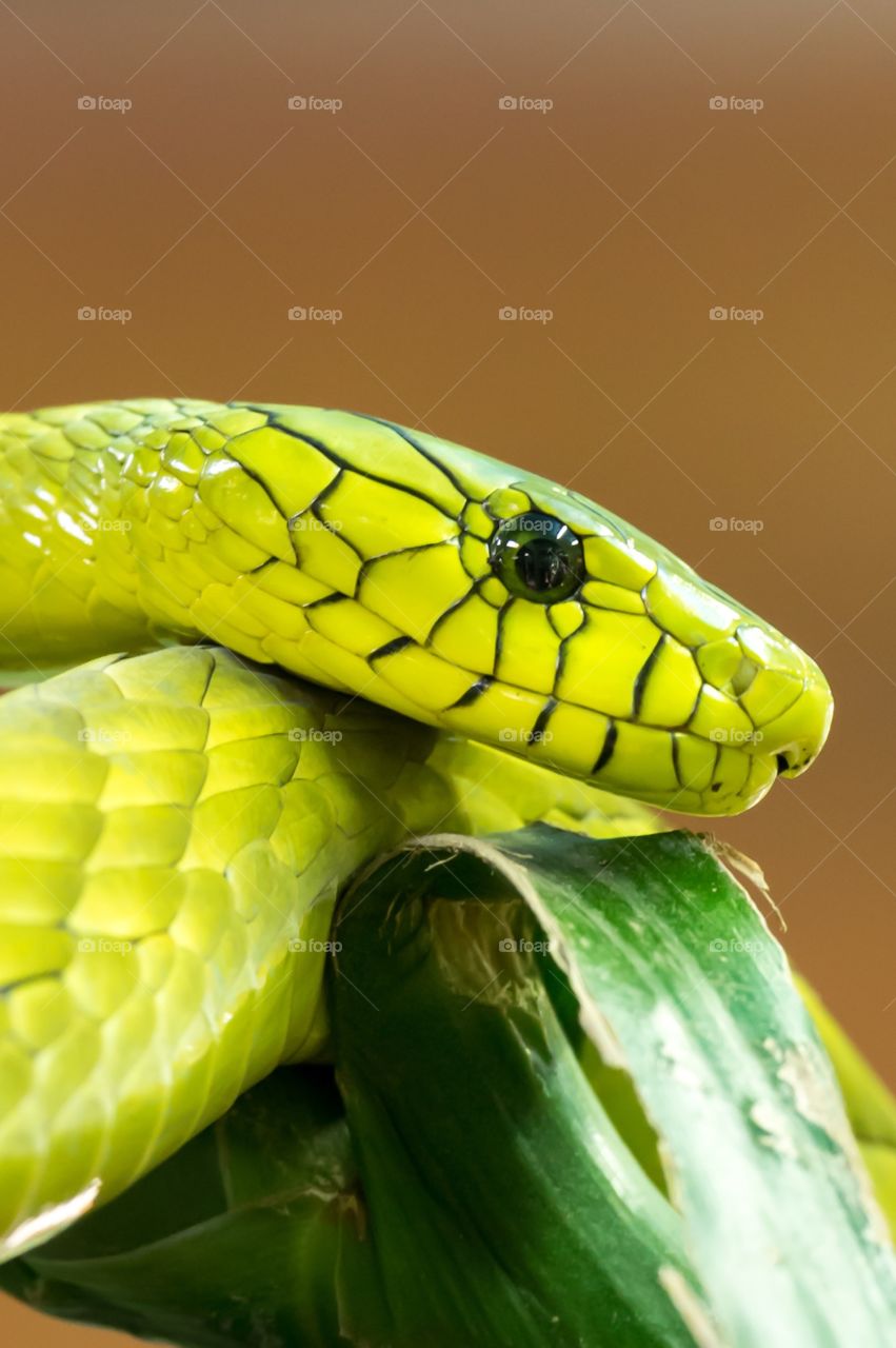 Green Mamba snake 