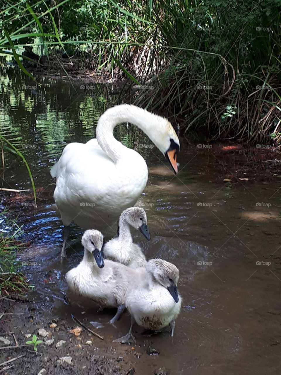 Mother Swan With Babys