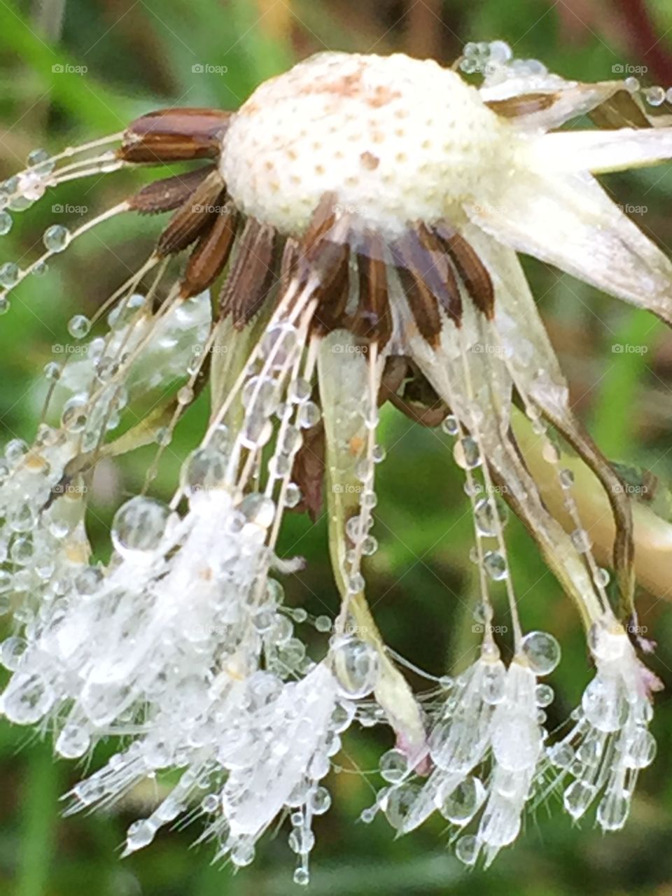 Dandelion after rain