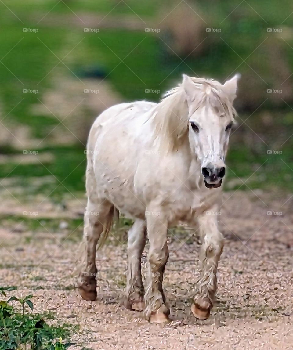 white horse