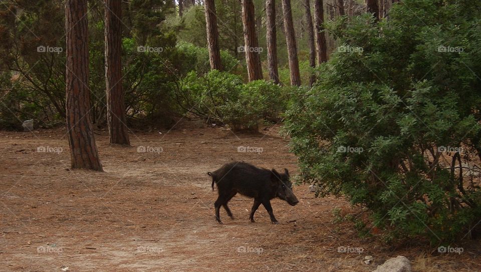 boar walking in a pine forest