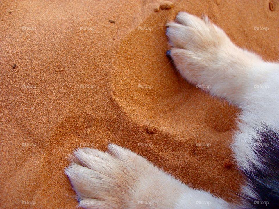 Corgi paws in red sand