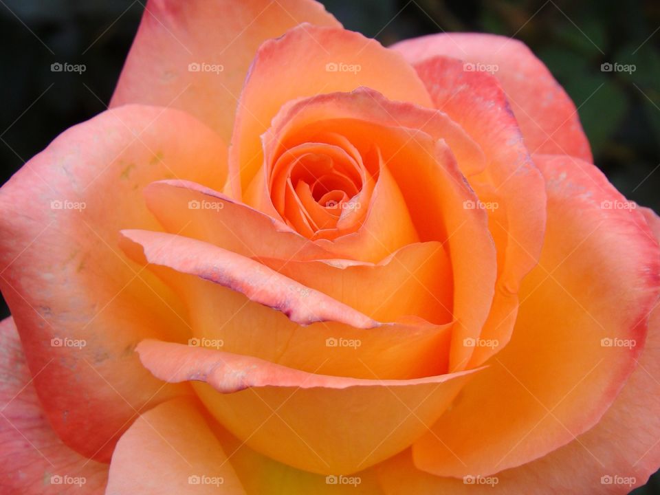 Peach Rose
