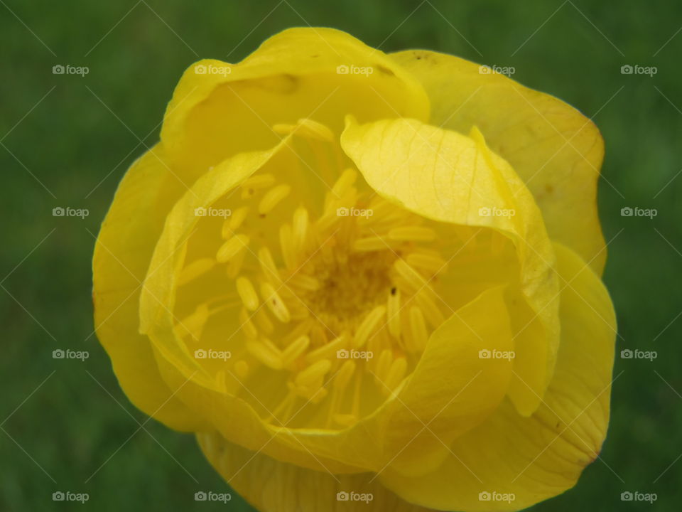 Globeflower macro