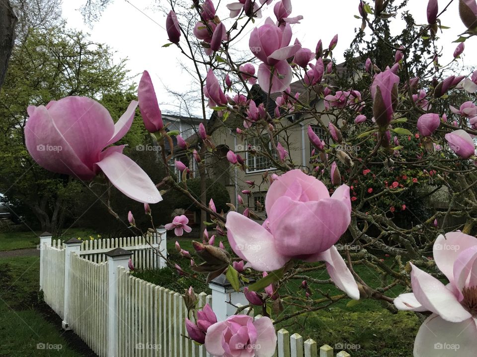 City in spring