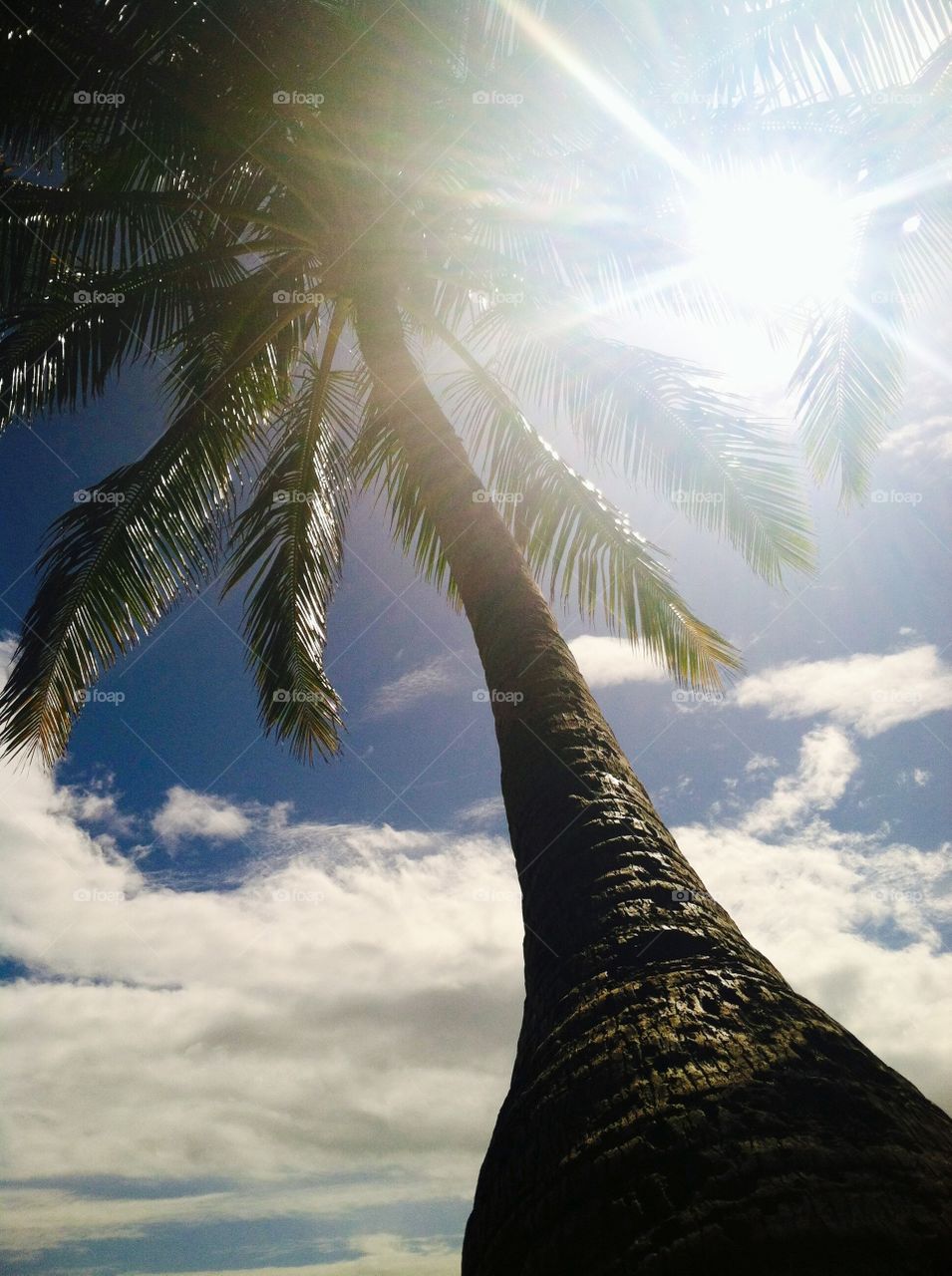 Hawaii life . Chilling under a palm tree on Kauai