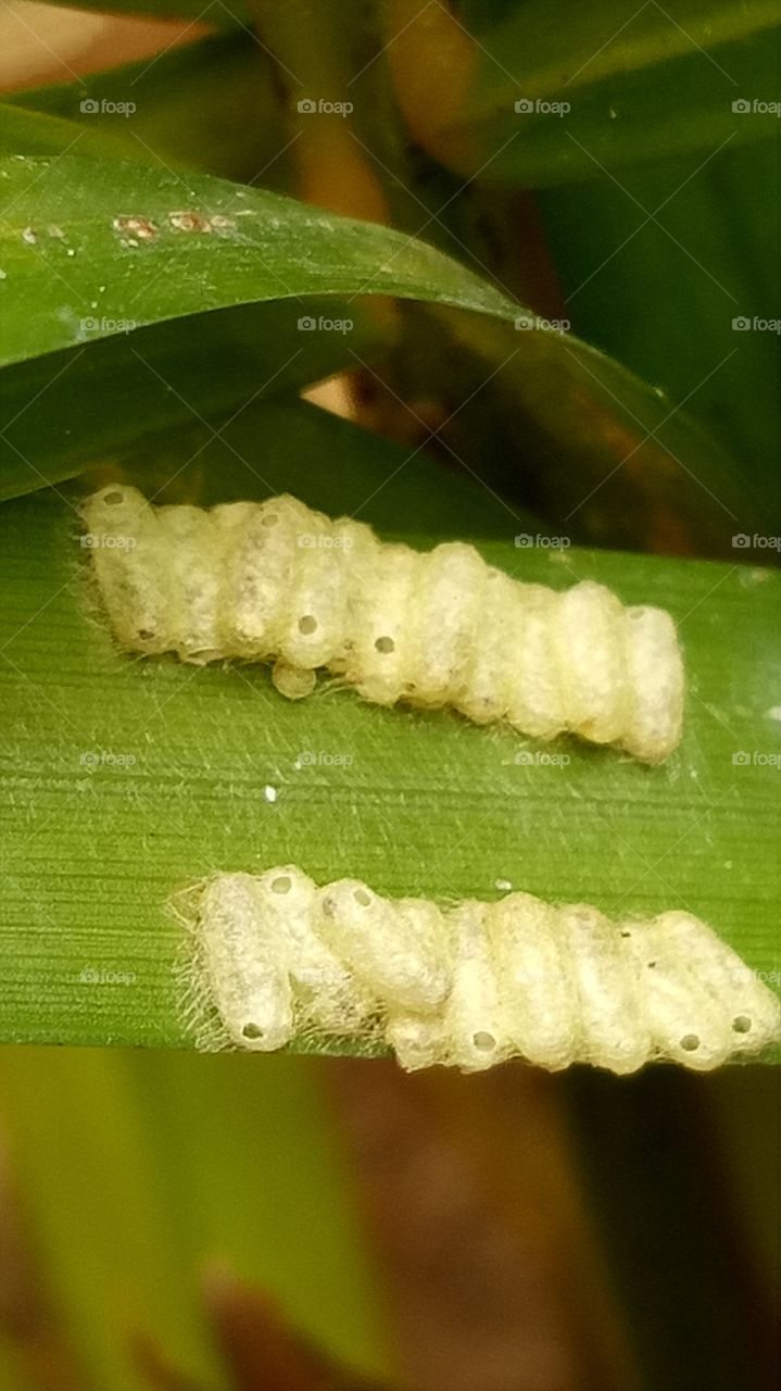 larva