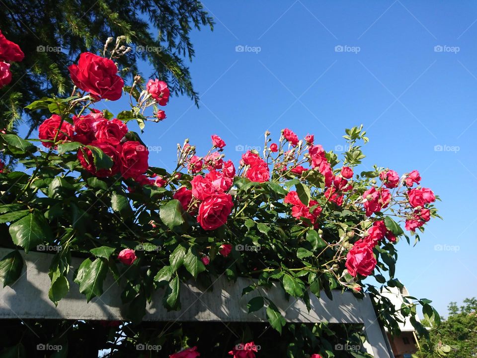 La fragancia de la rosa fuera muro 
