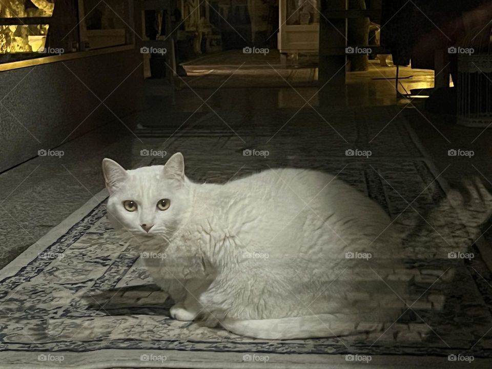 Cat looking out the glass