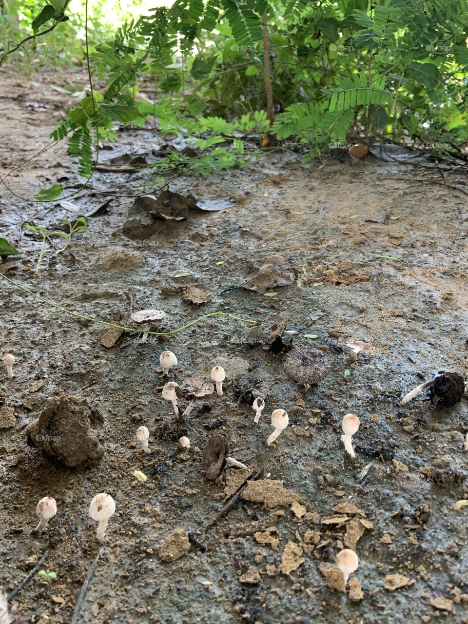 The signs of the raining season,Countryside 