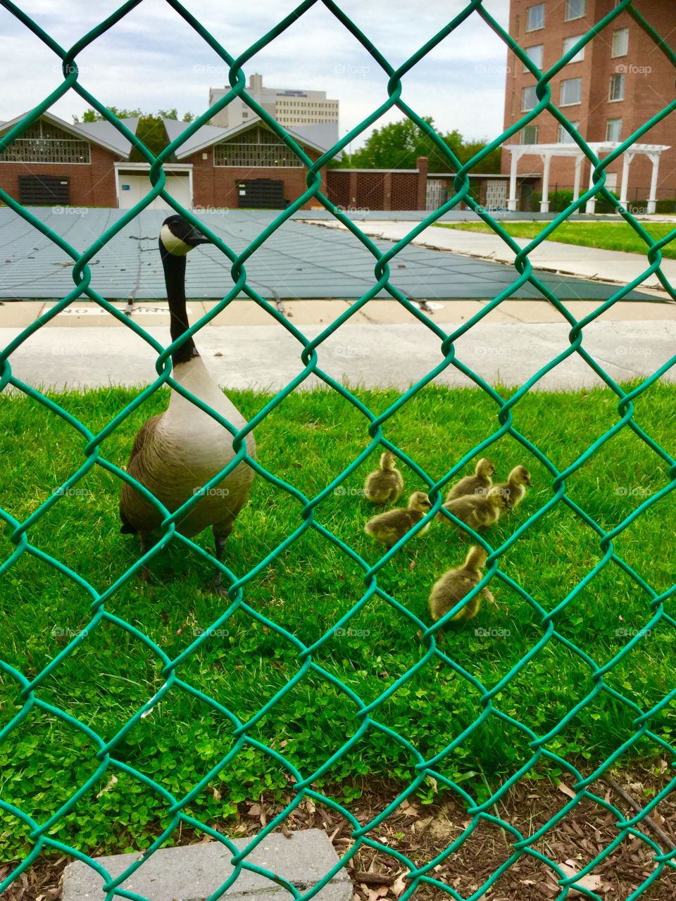 Close up pictures of the Geese family 