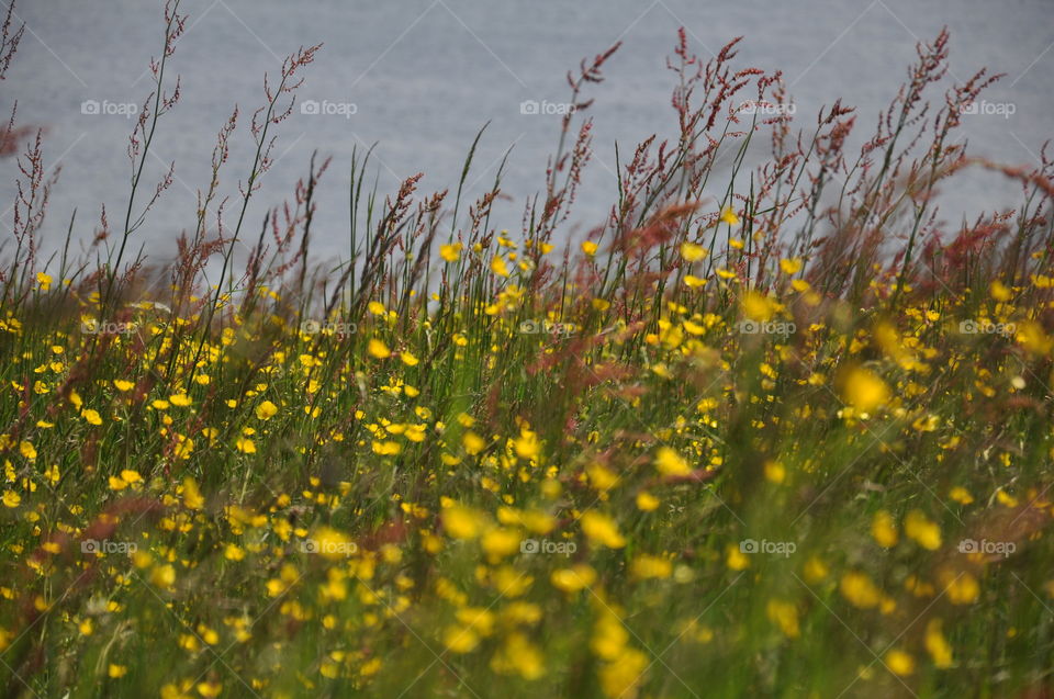 Marsh marigolds at a lake in UK summer
