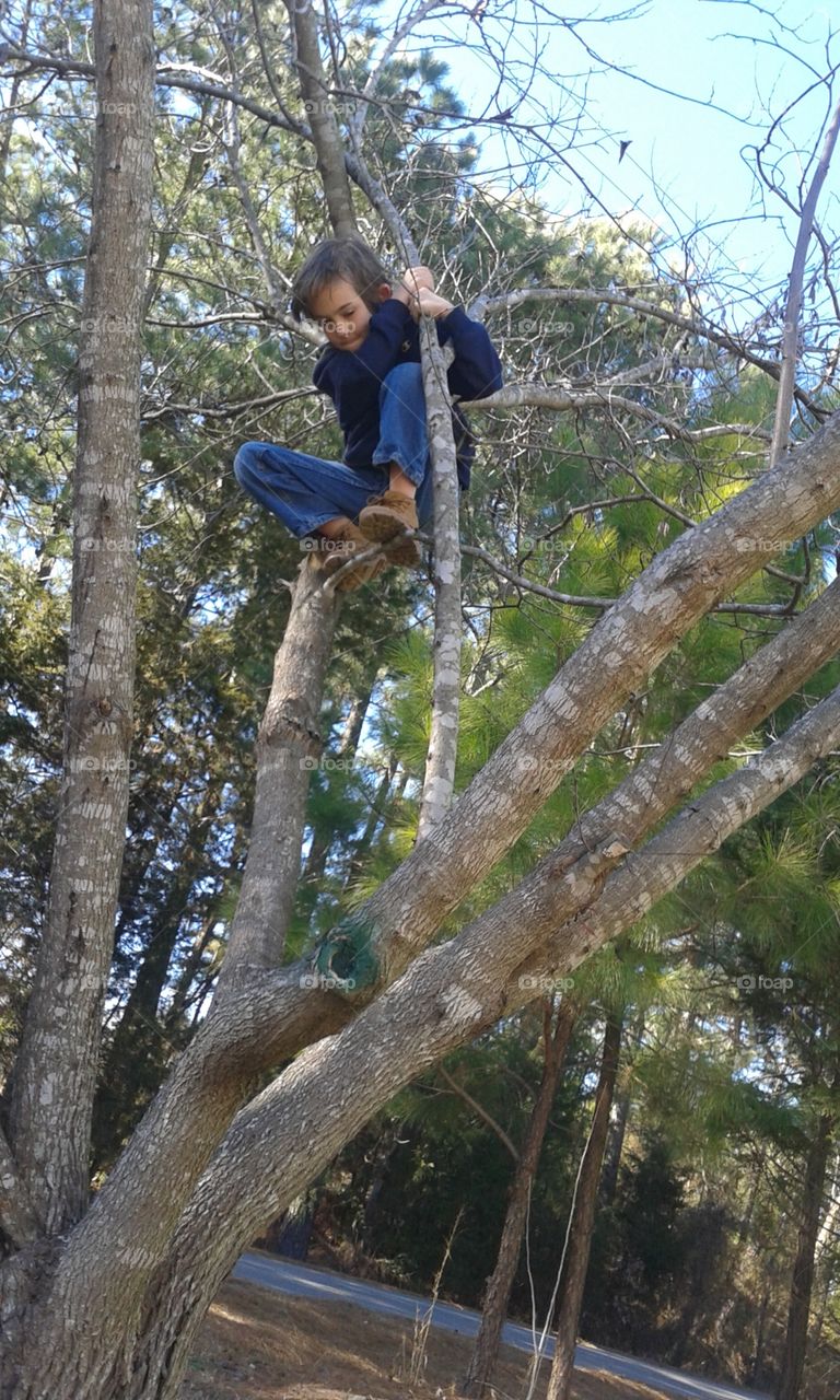 adventures in tree climbing