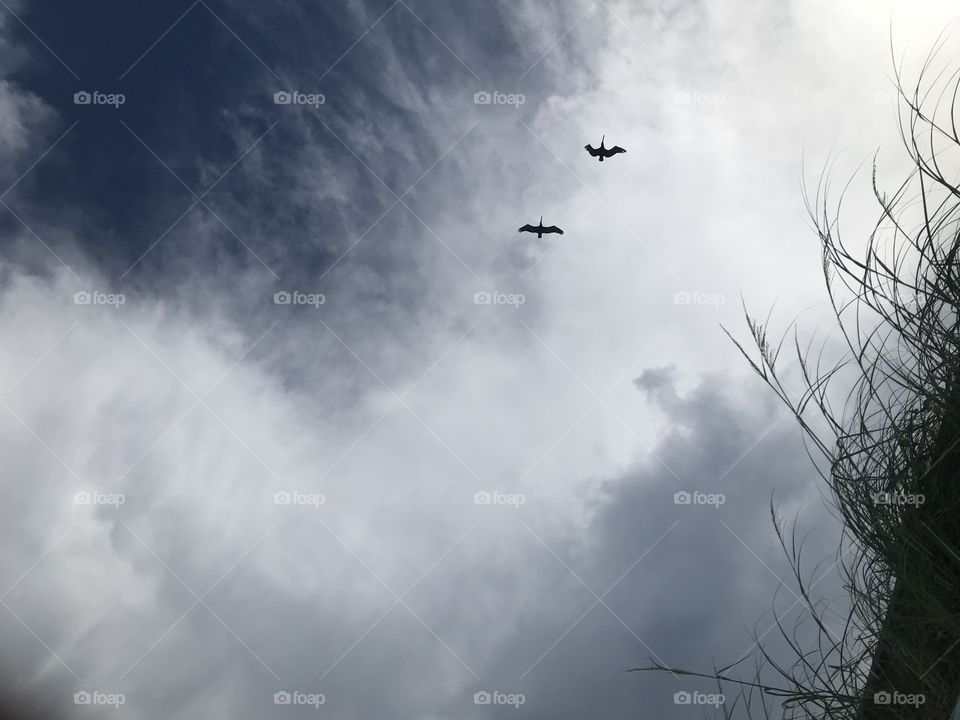 Birds across clouds 