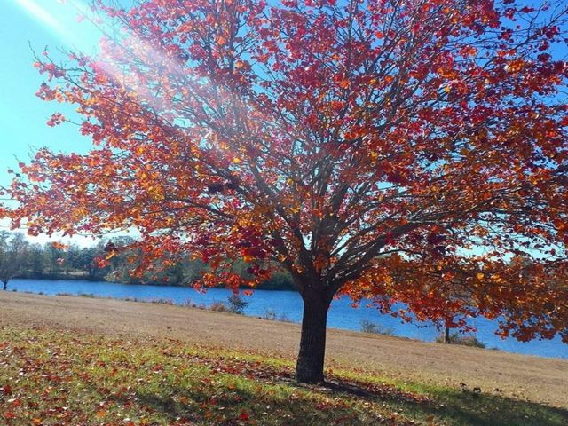 Beautiful colored leaves in the sunlight