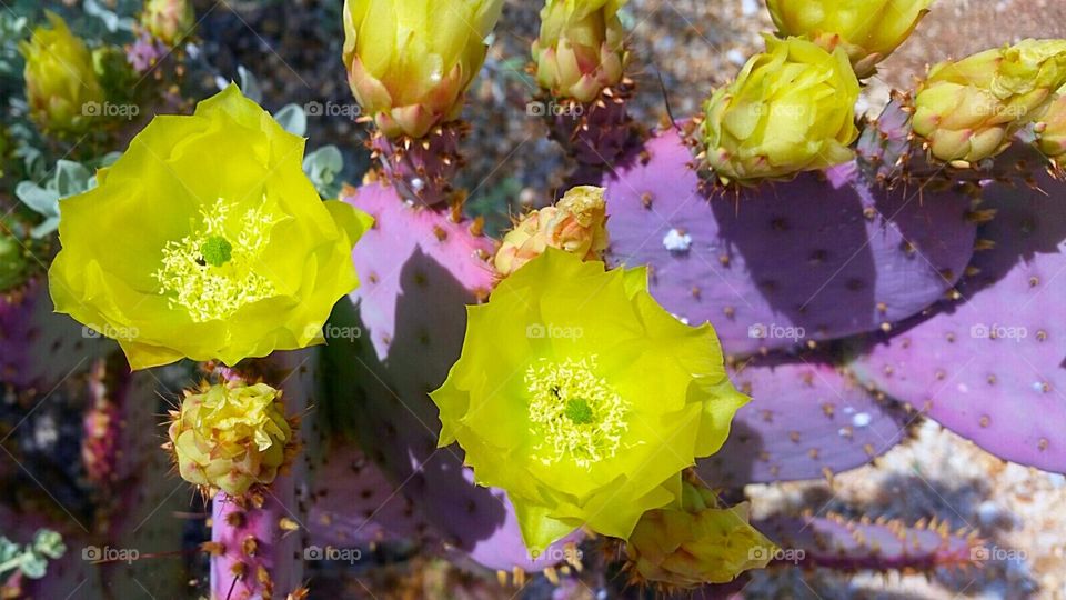 Cactus flower