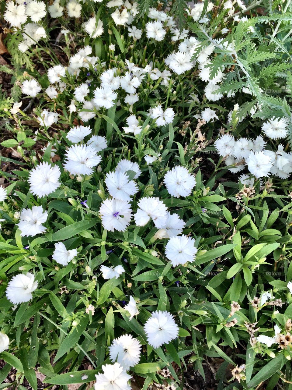 White small flowers