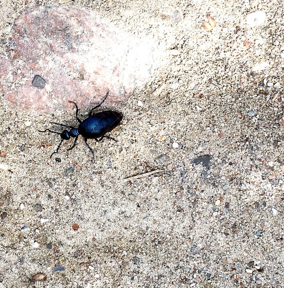 Bug on the ground