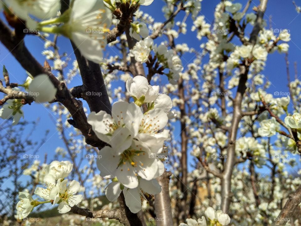 plum blossom, flowers on a blue background, against the sky, blue sky, spring day