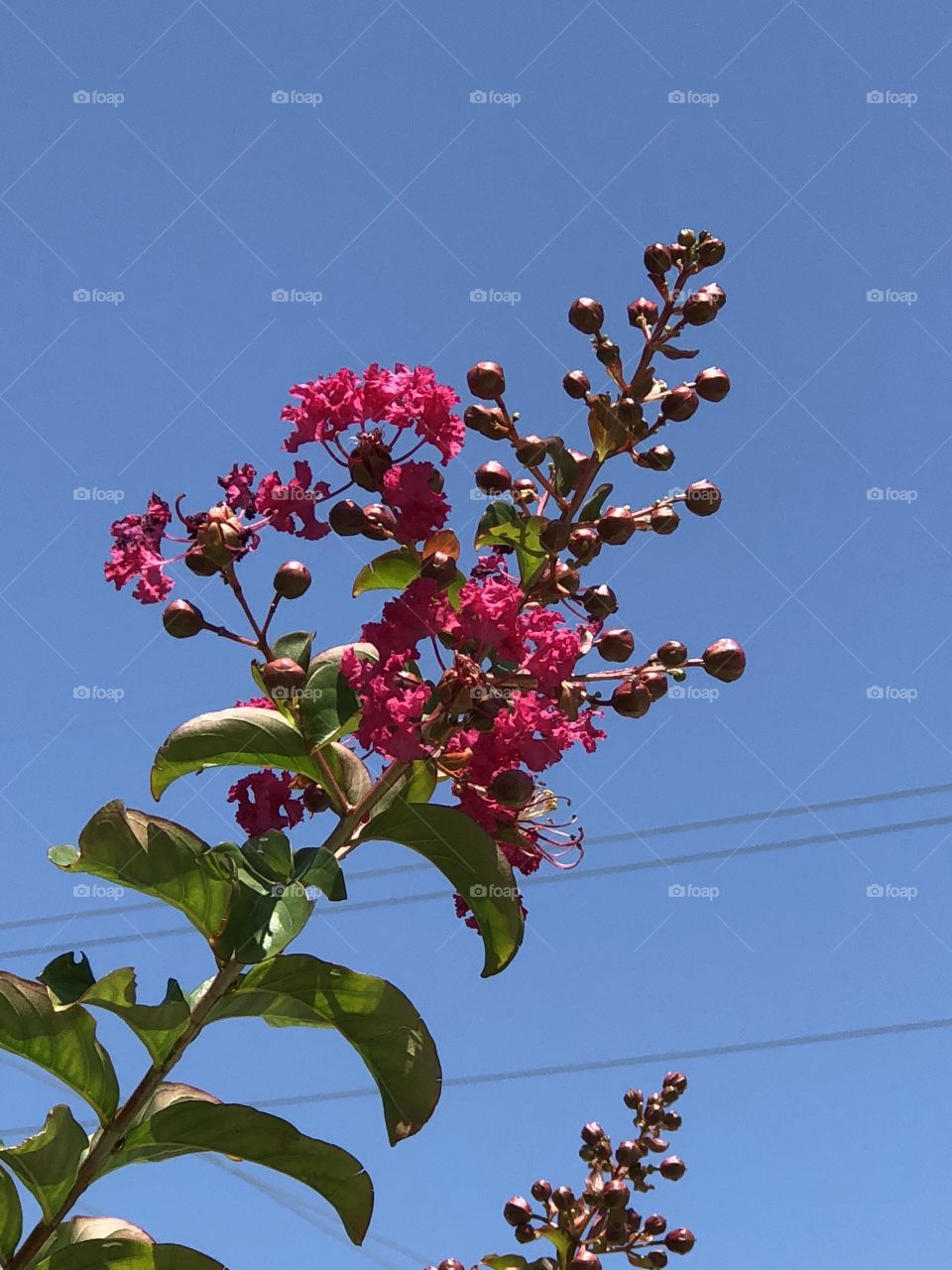 Blue sky, power lines, flowers and buds