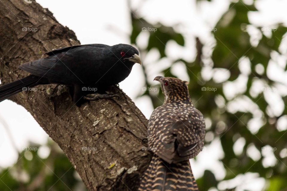 Cuckoo birds