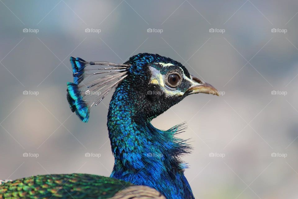 Elegance in every feather.