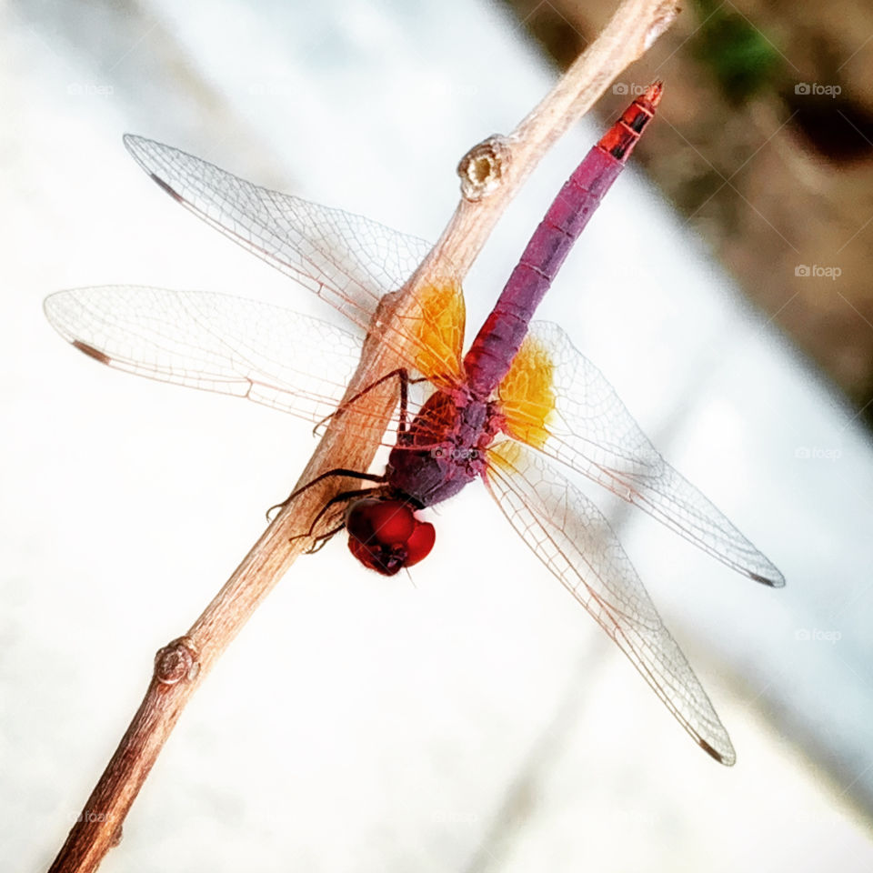 Red dragonfly 