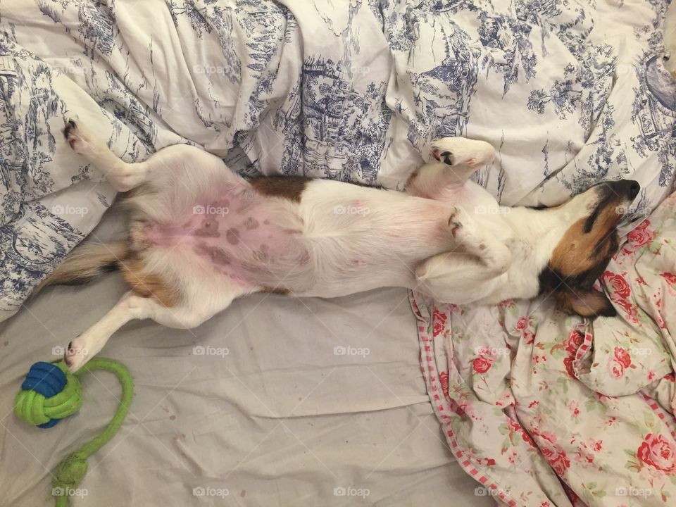 Dog, Bed, Mammal, Pet, Bedroom