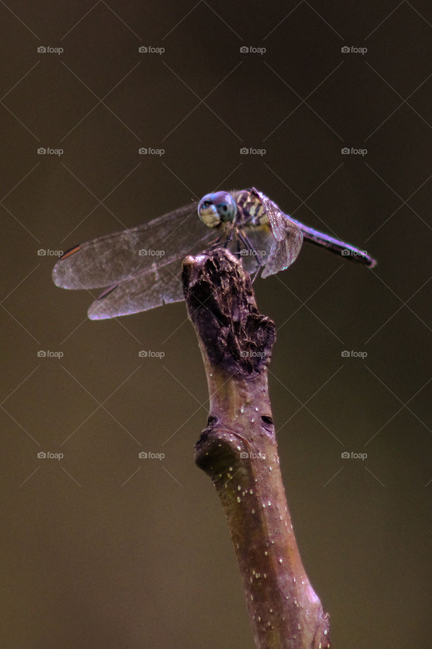 beautiful close up of a dragonfly with blue, purple, green and red hues