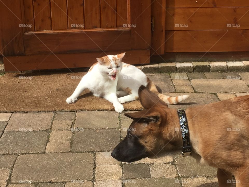  Cat is mad at malinois